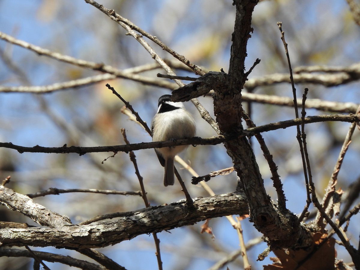 Carolina Chickadee - ML407925461