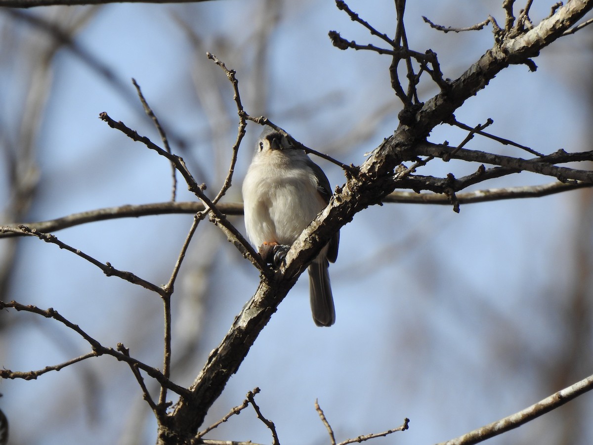 Tufted Titmouse - ML407925531