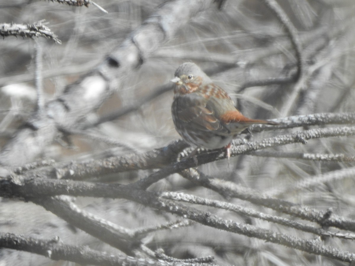 Fox Sparrow - ML407925701