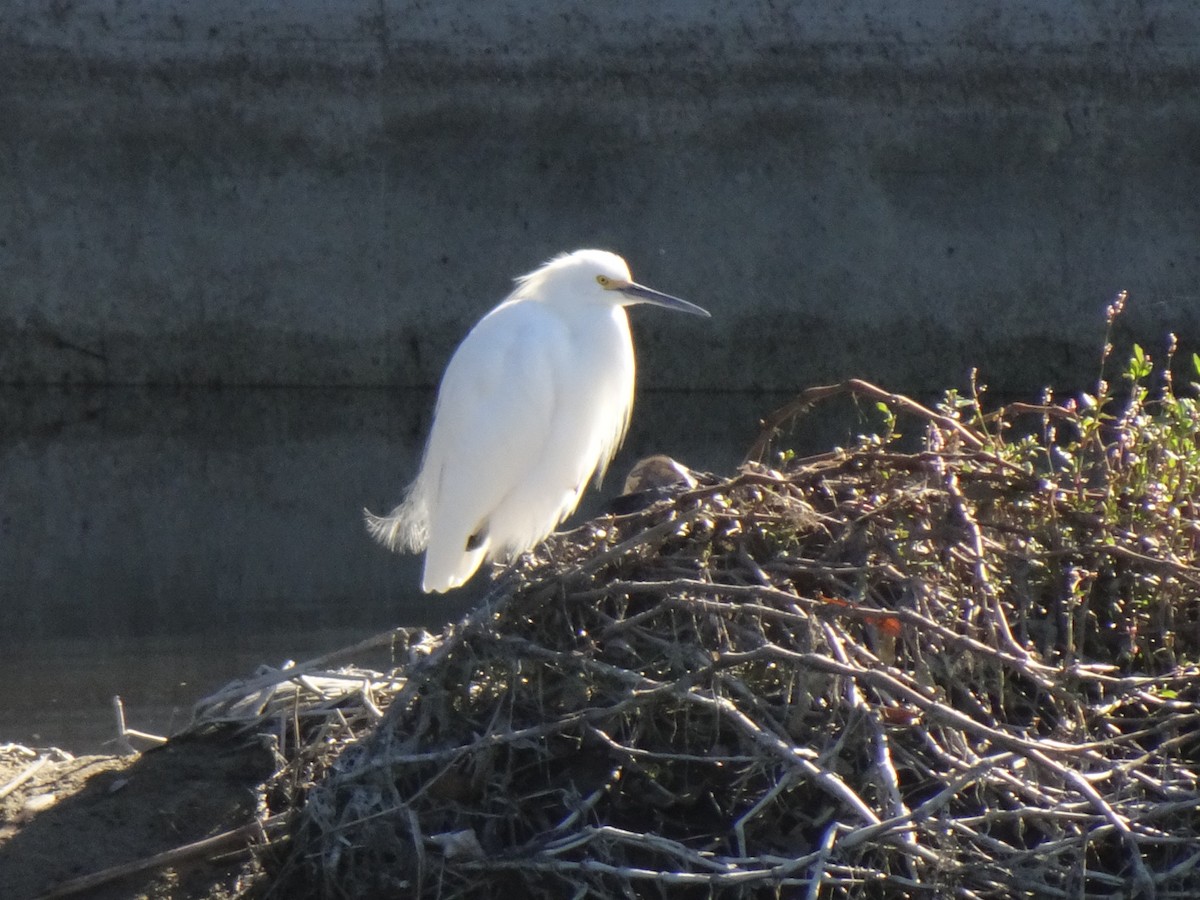 Snowy Egret - ML407925871