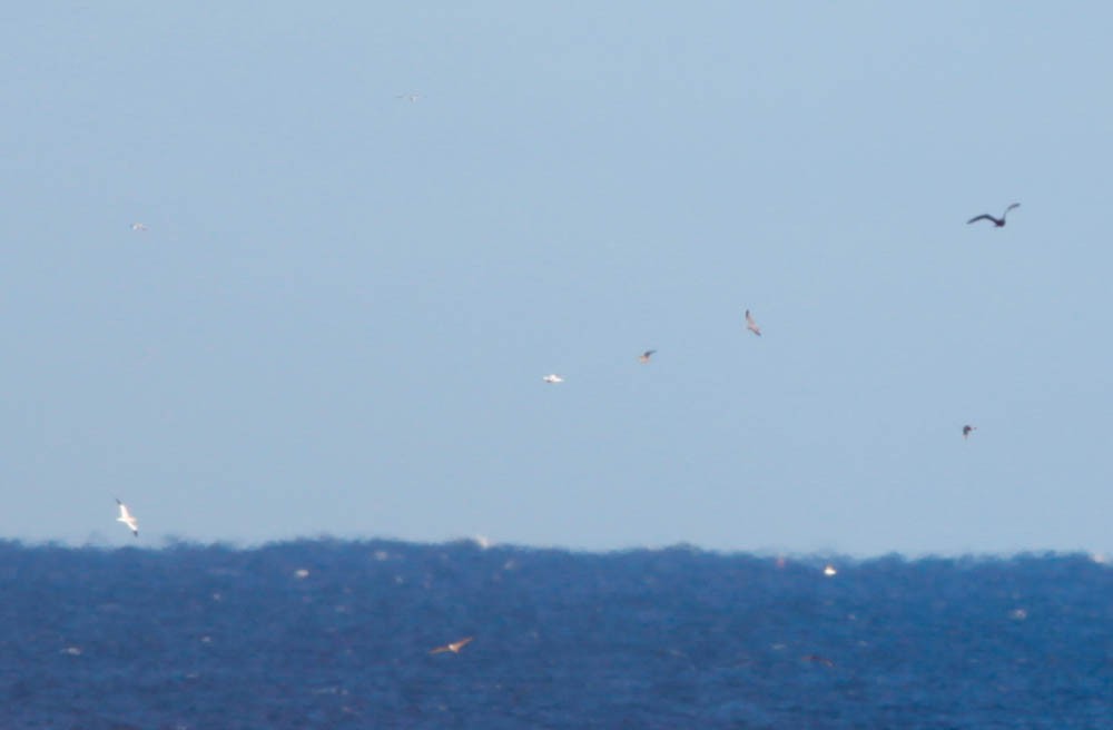 Northern Gannet - ML40792741