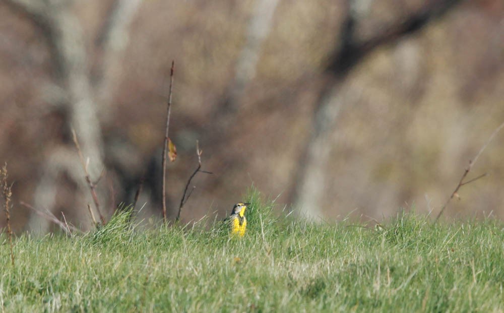 Eastern Meadowlark - ML40792781