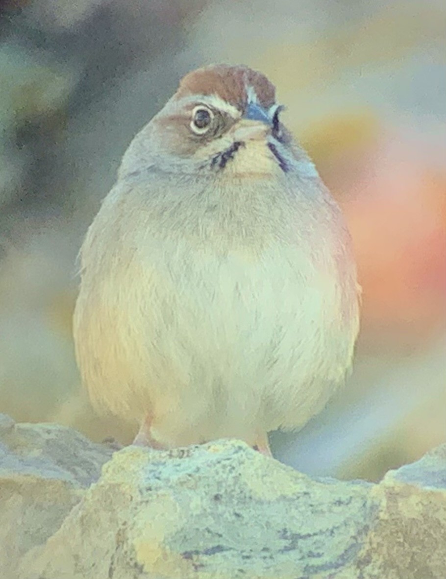 Rufous-crowned Sparrow - ML407927891