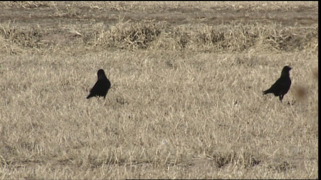 American Crow - ML407928