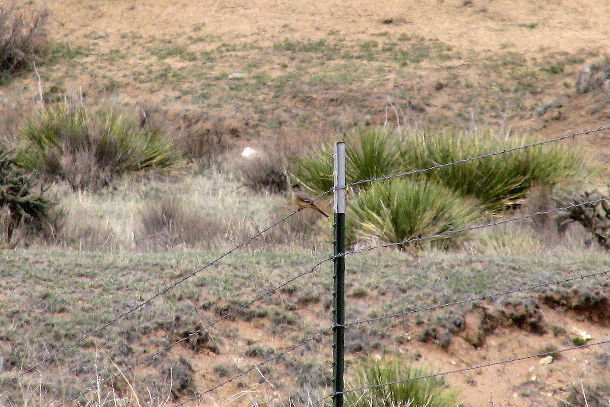 eBird Checklist - 9 Apr 2012 - Cottonwood Canyon (southern loop) - 19 ...