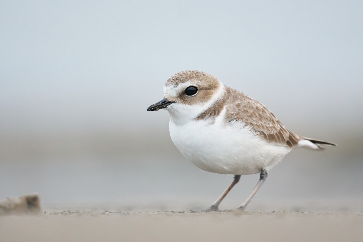 Snowy Plover - ML407928941