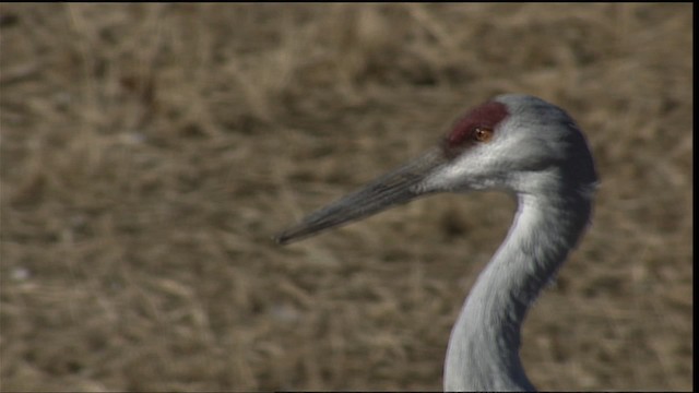 Sandhill Crane - ML407929