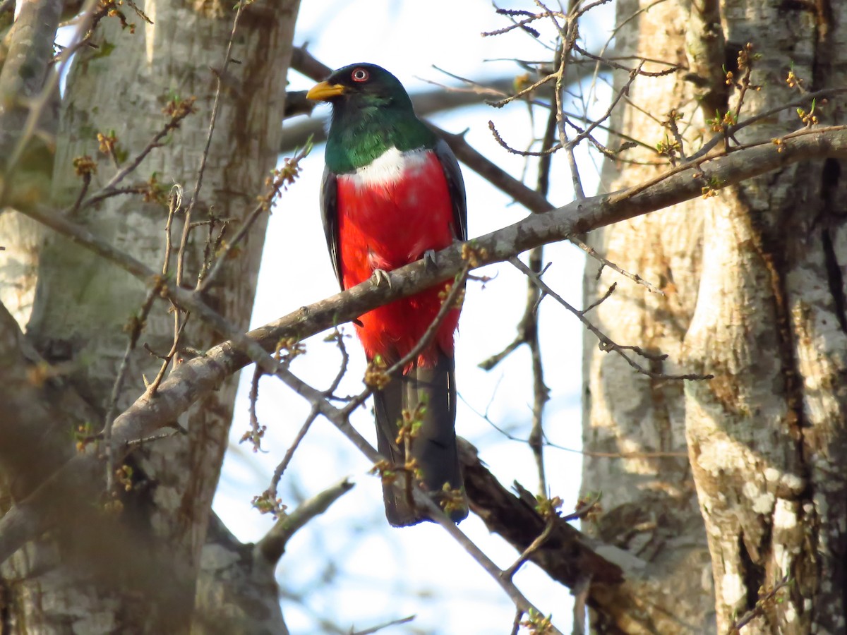 Ecuadorian Trogon - ML407929731