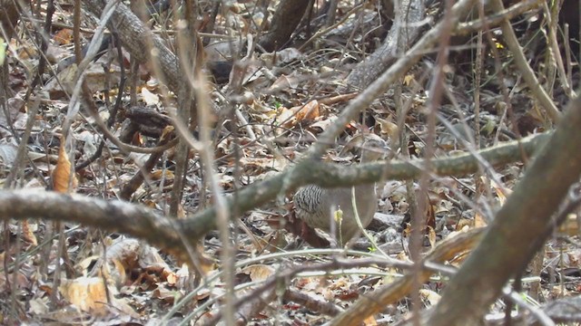 Pale-browed Tinamou - ML407930201