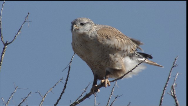Ferruginous Hawk - ML407931