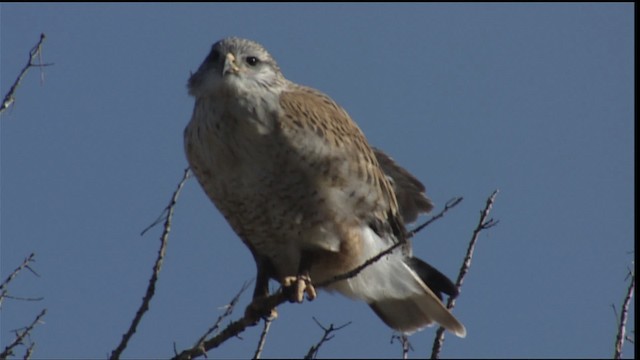 Ferruginous Hawk - ML407932