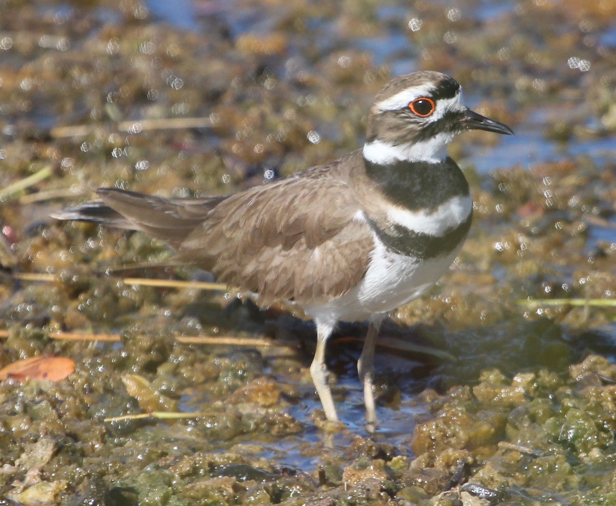 Killdeer - Charles (PAT) Dollard