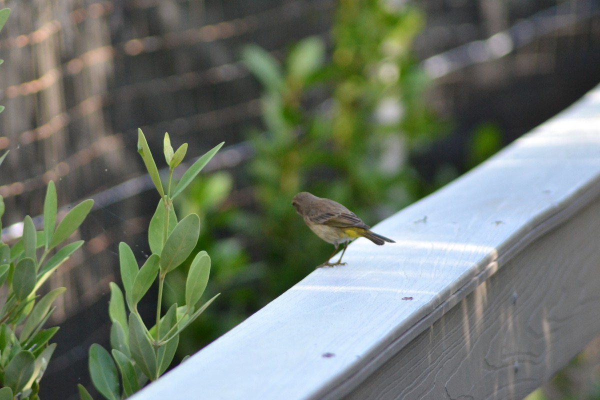 Palm Warbler - ML407933171