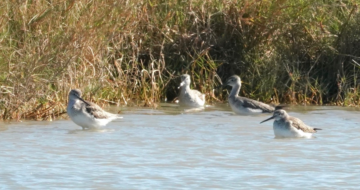 Greater Yellowlegs - ML407933561