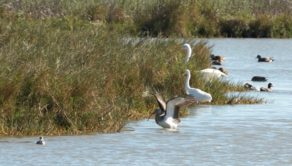 ibis bílý - ML407934431