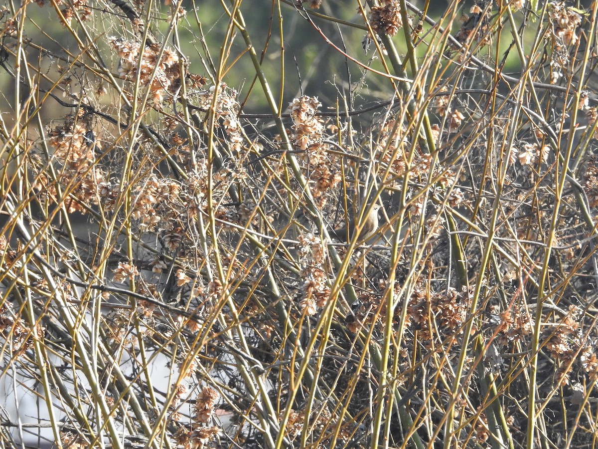 Cetti's Warbler - ML407938191