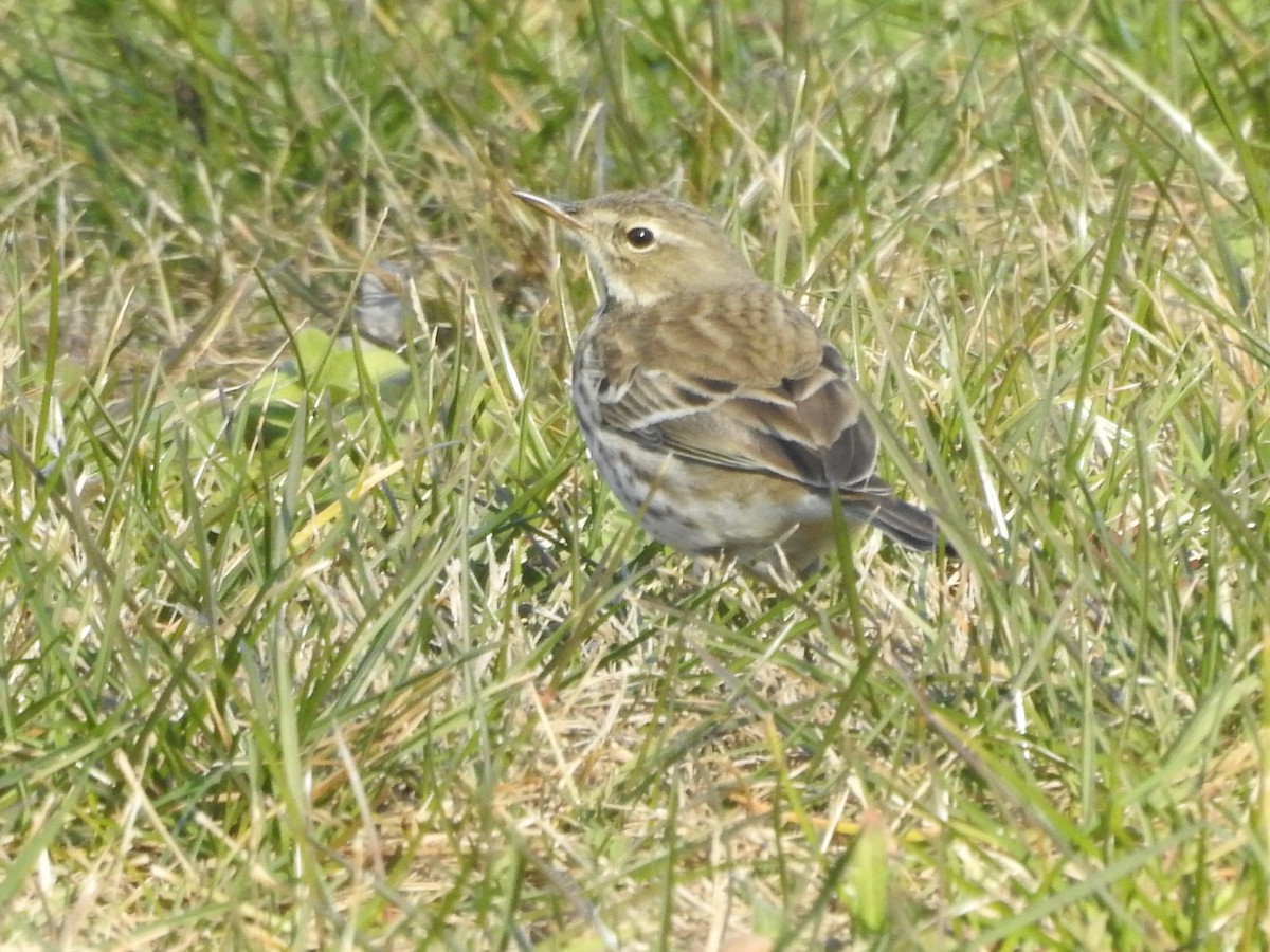 Water Pipit - ML407938401