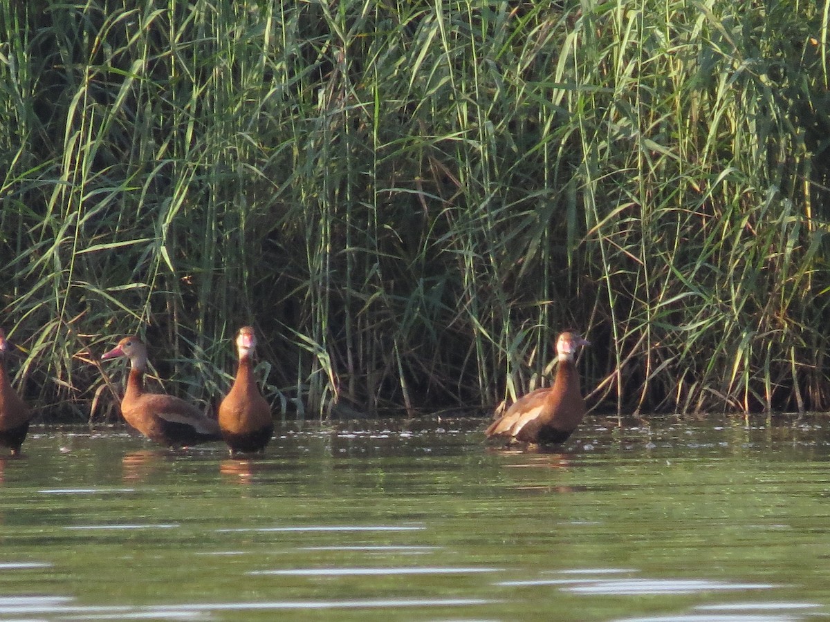 Black-bellied Whistling-Duck - Alex Loya