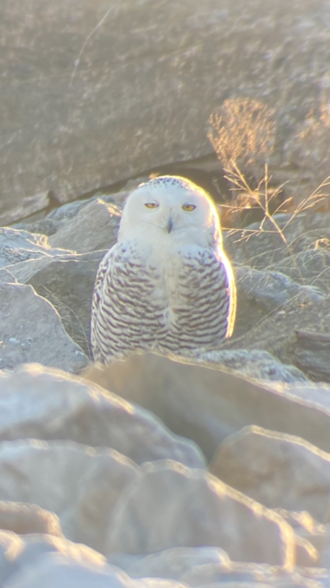 Snowy Owl - ML407939421