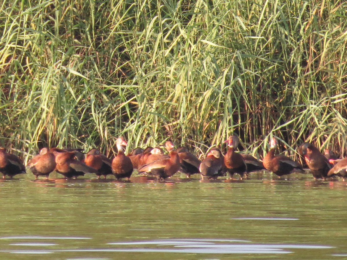 Black-bellied Whistling-Duck - Alex Loya