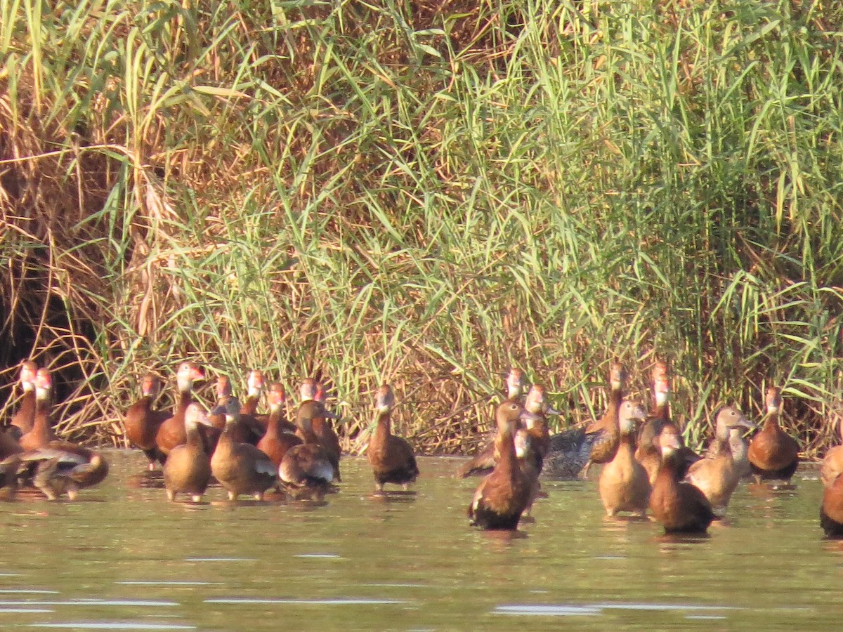 Black-bellied Whistling-Duck - ML407939671