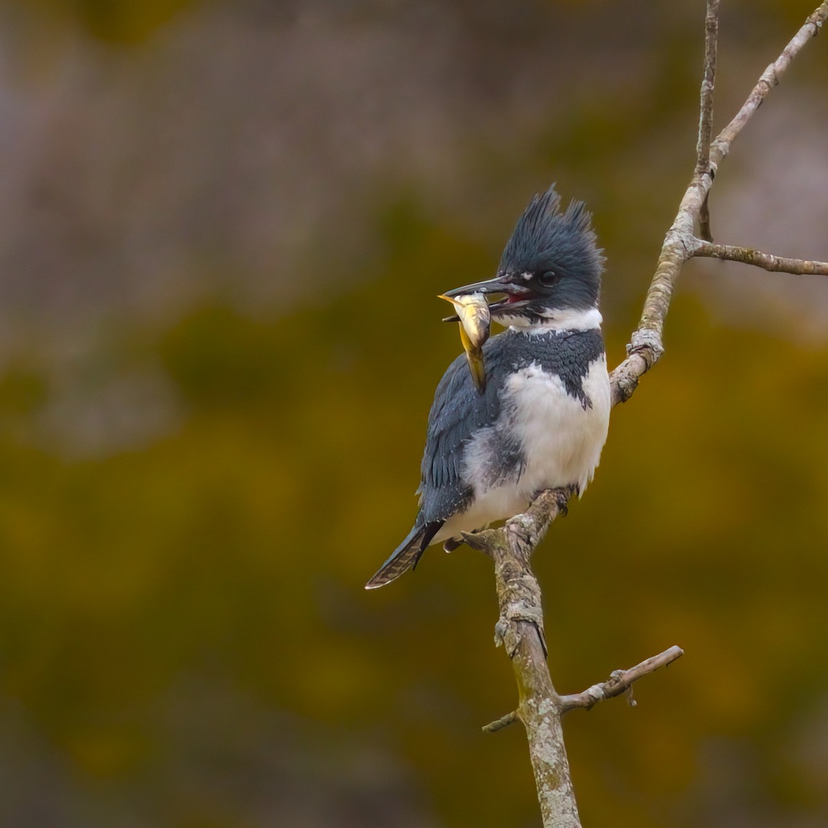 Belted Kingfisher - ML407940601
