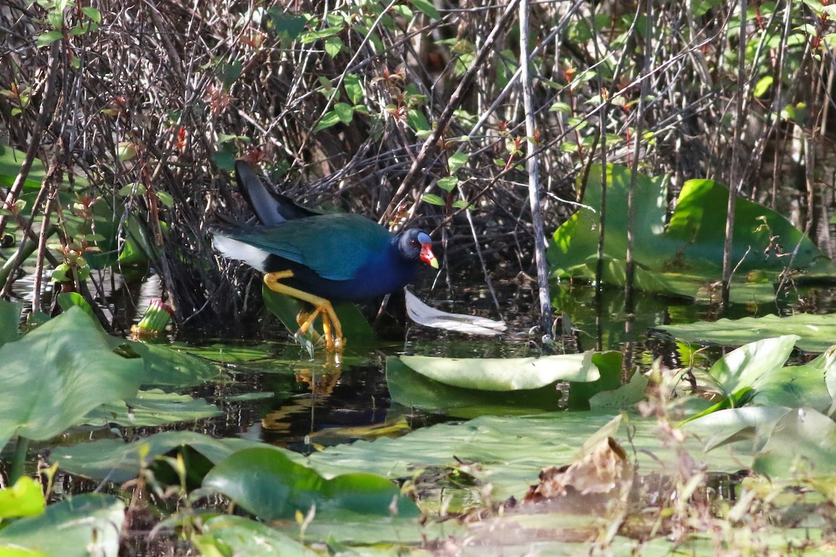 Purple Gallinule - ML407942211