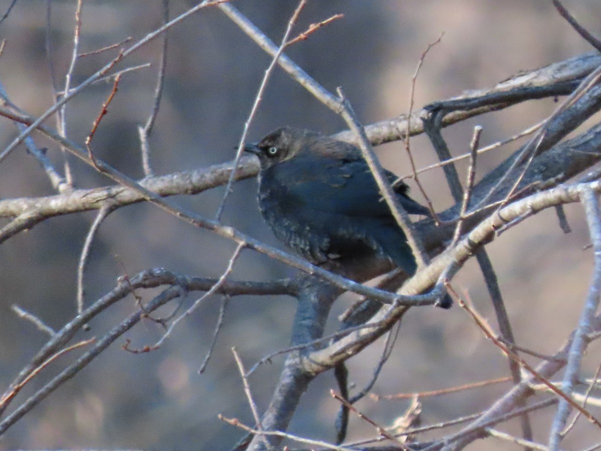 Rusty Blackbird - ML407942511