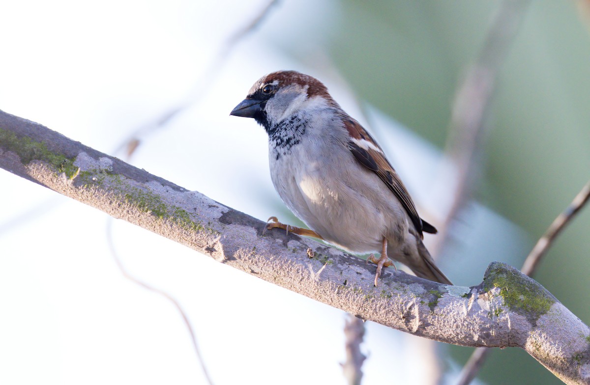 Moineau domestique - ML407943271