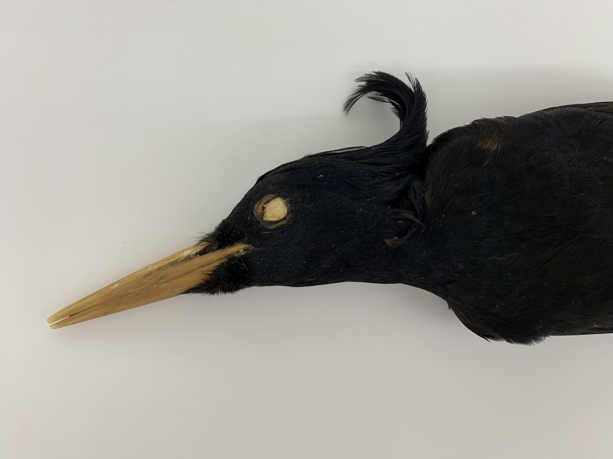 Imperial Woodpecker - ML407943581