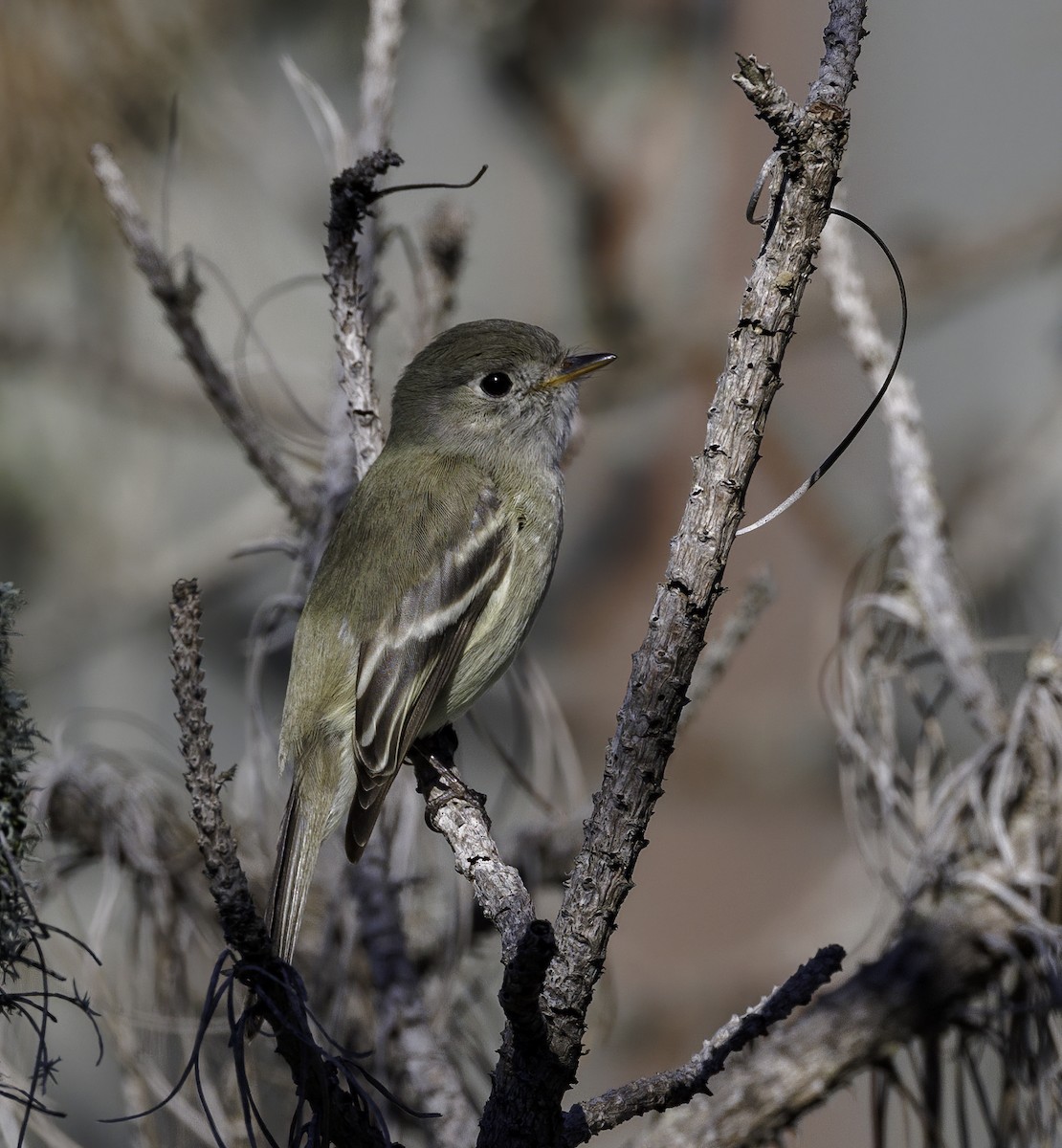 Hammond's Flycatcher - ML407944241