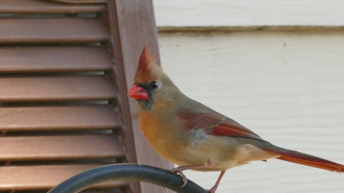 Cardinal rouge - ML407944271