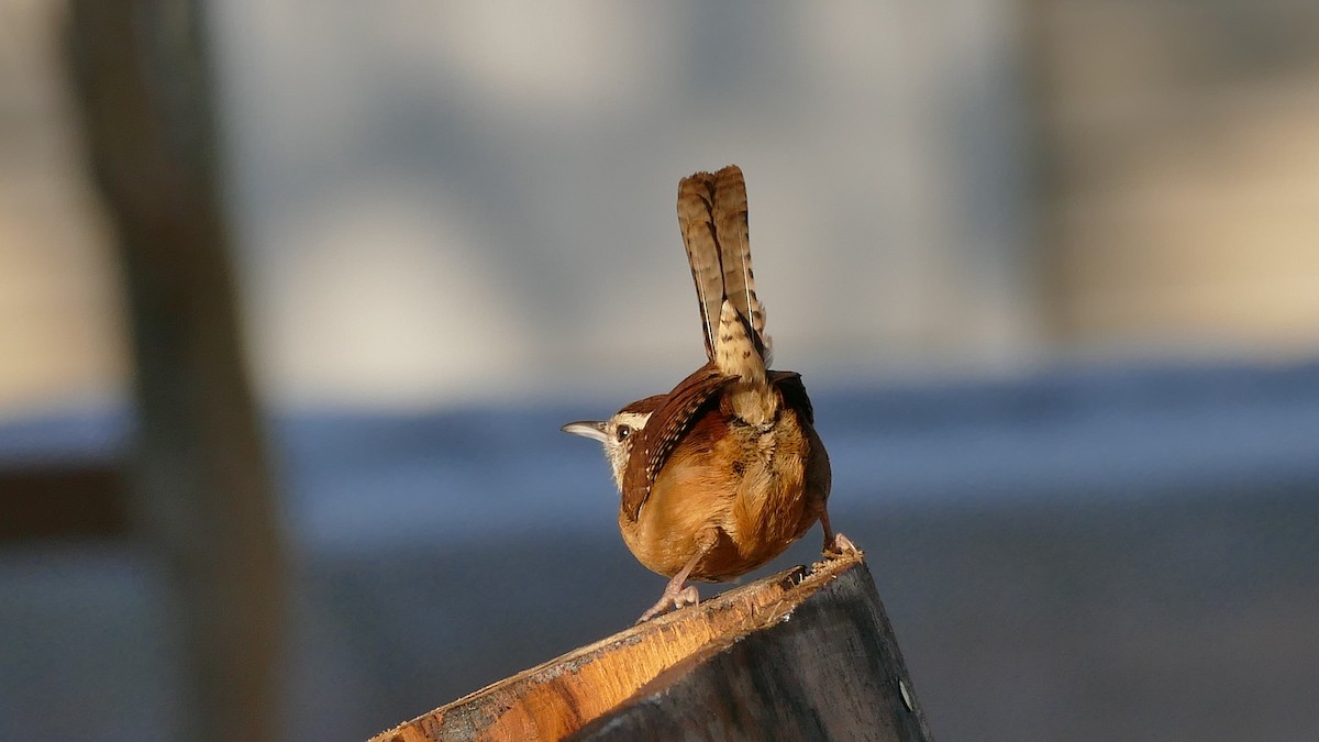 Carolina Wren - ML407944411