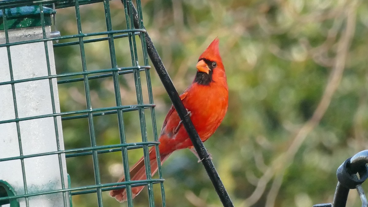 Cardinal rouge - ML407944611