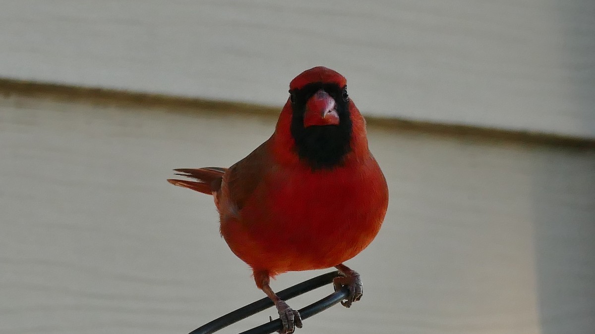 Cardinal rouge - ML407944671