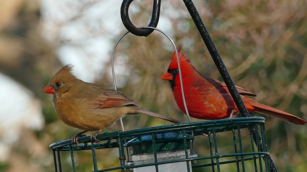 Cardinal rouge - ML407944711