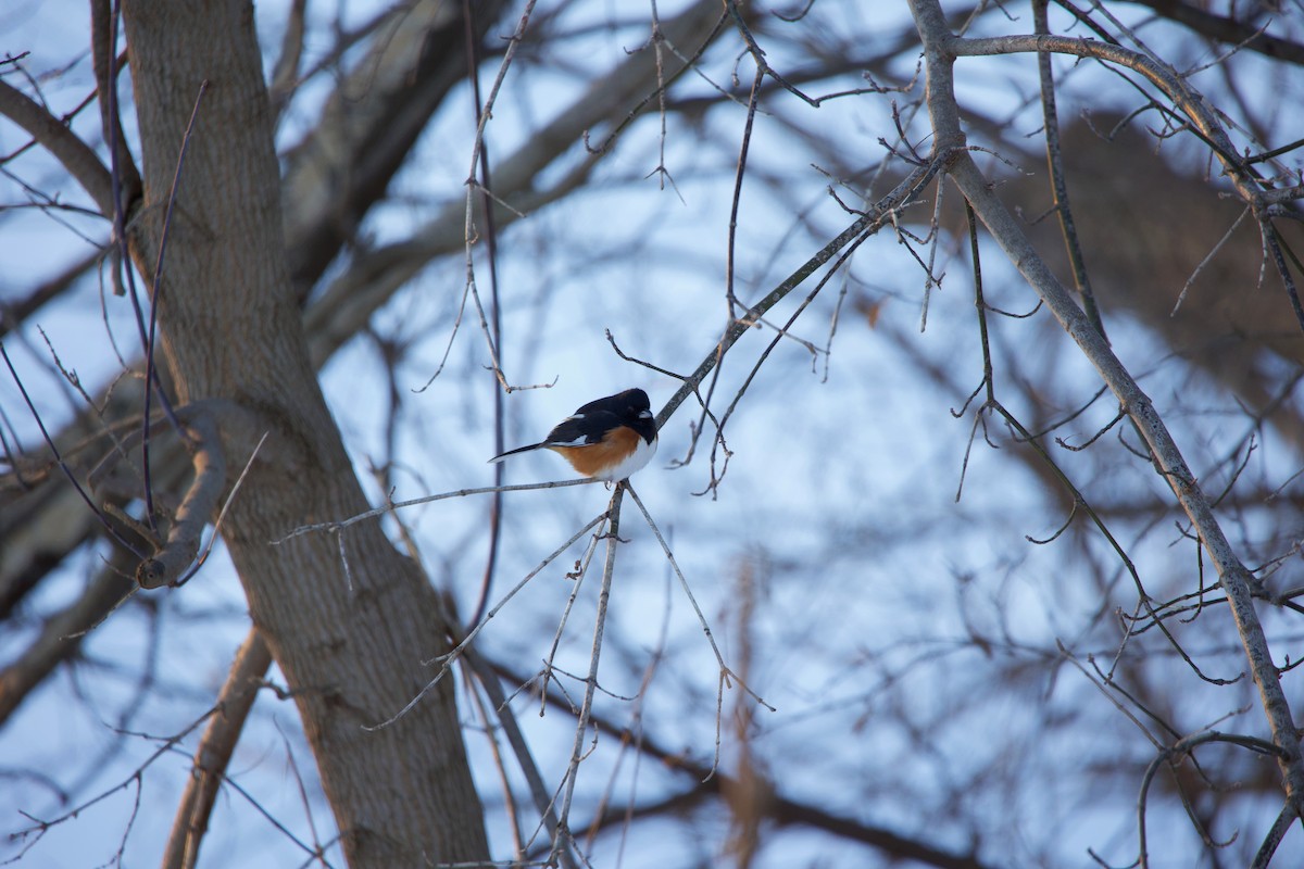 Eastern Towhee - ML407944731