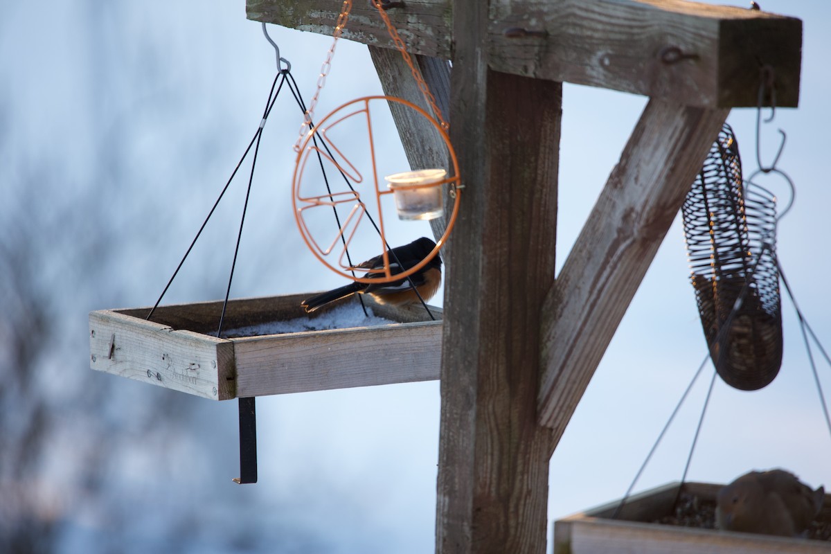 Eastern Towhee - ML407944741