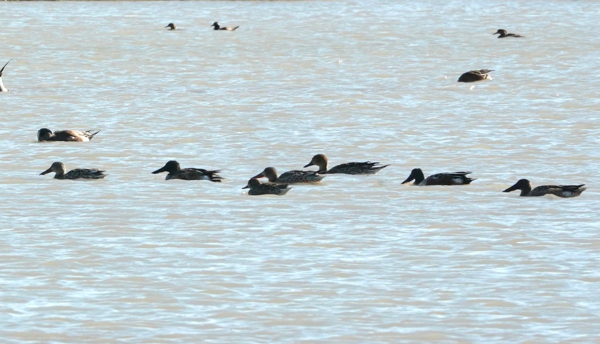 Northern Shoveler - Indira Thirkannad