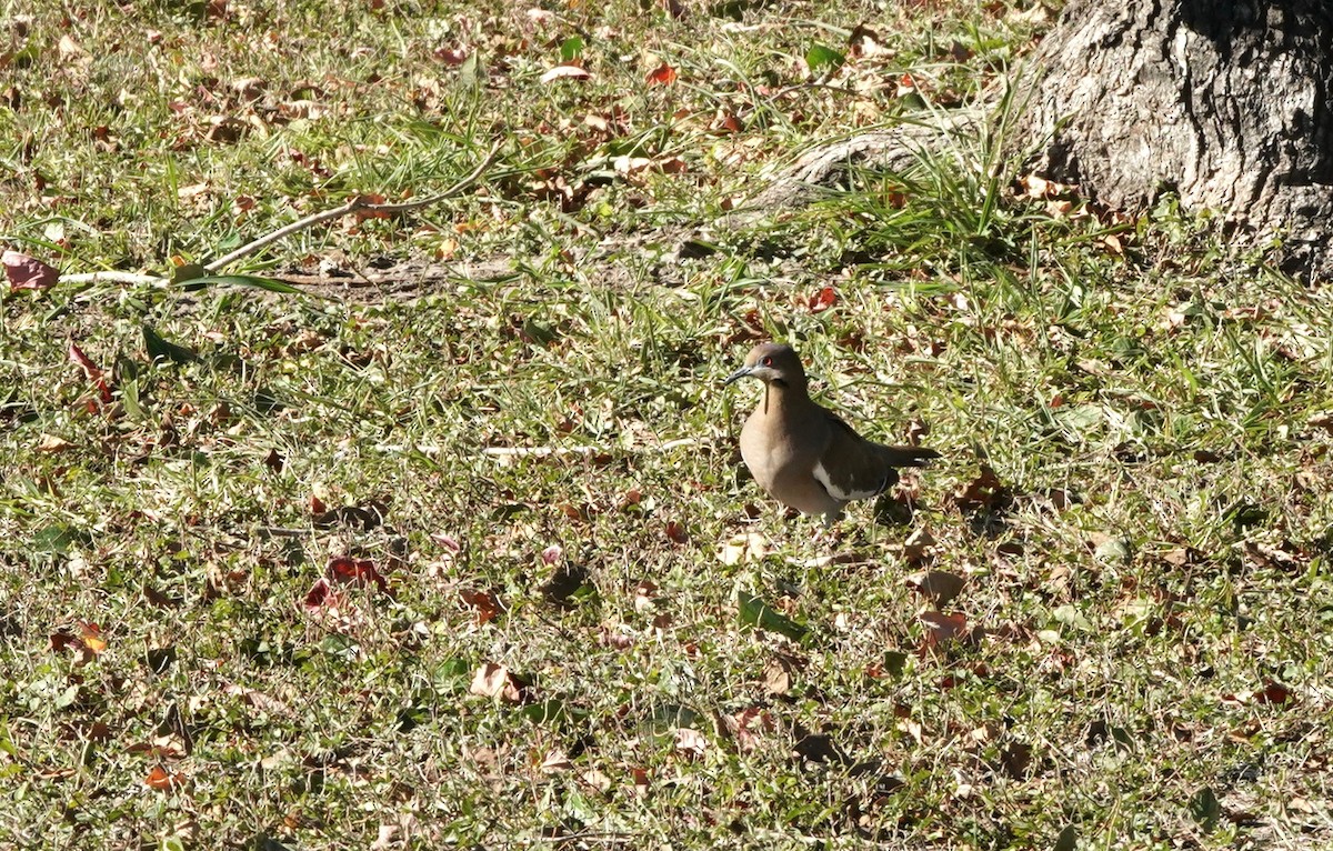 White-winged Dove - ML407945691