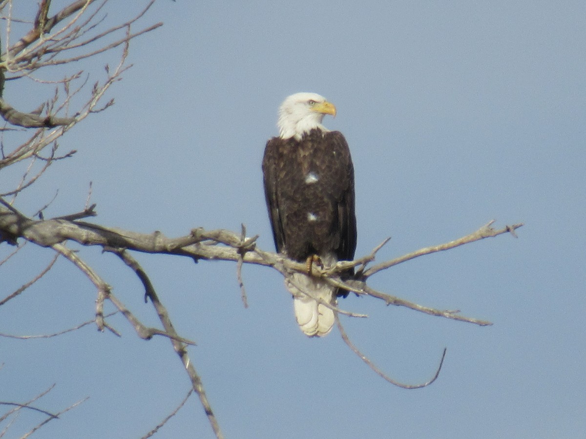 Bald Eagle - ML407949221