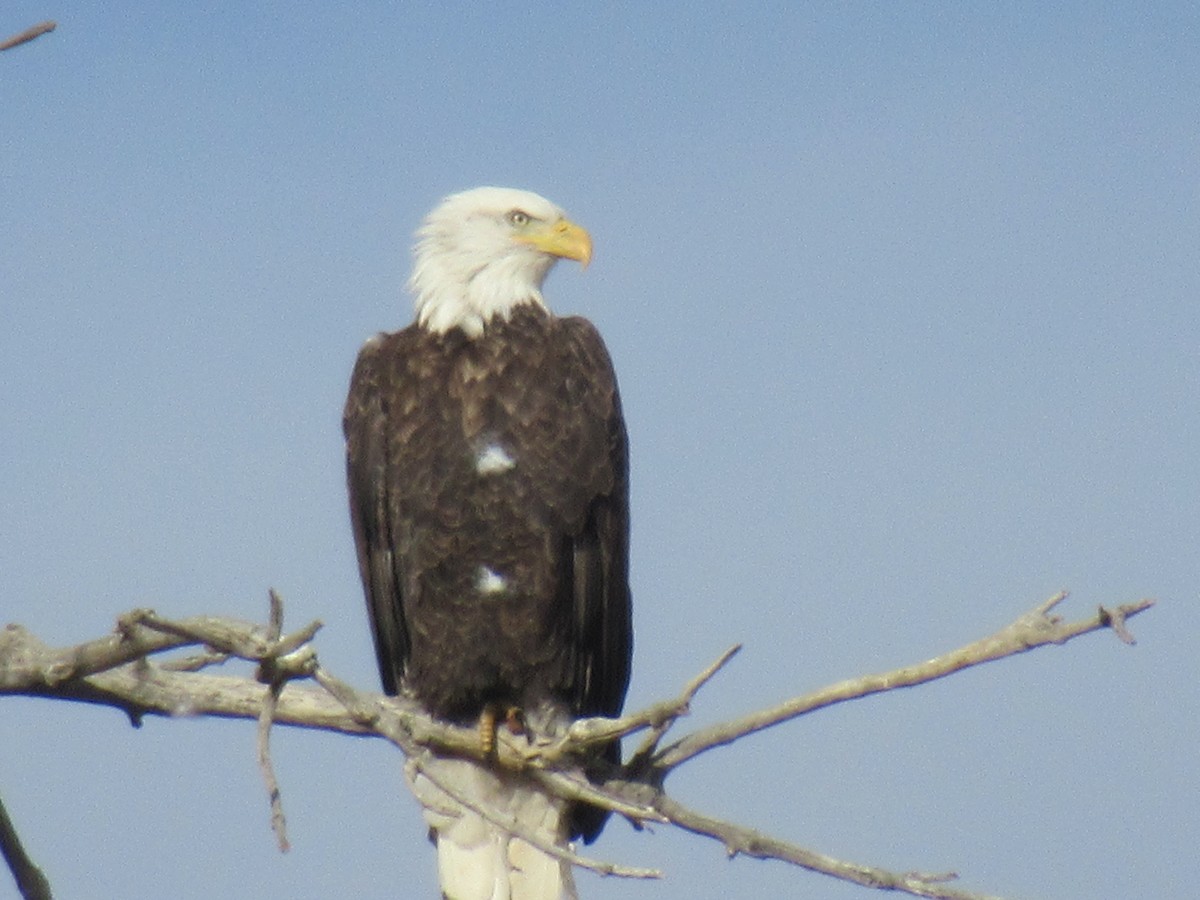Bald Eagle - ML407949311
