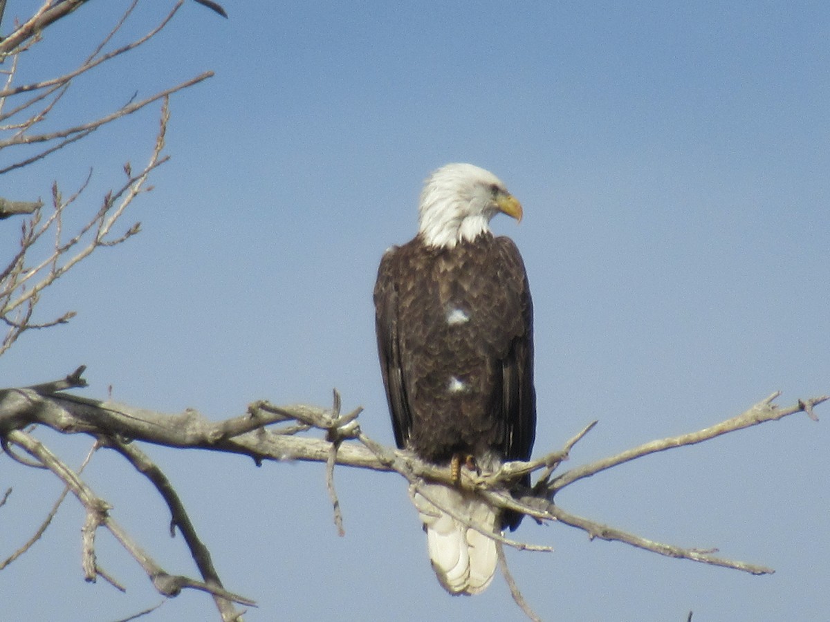 Bald Eagle - ML407949351