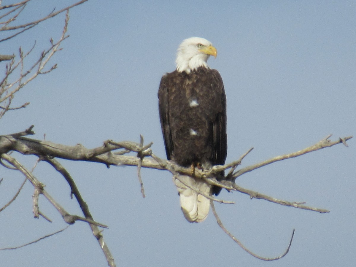Bald Eagle - ML407949581