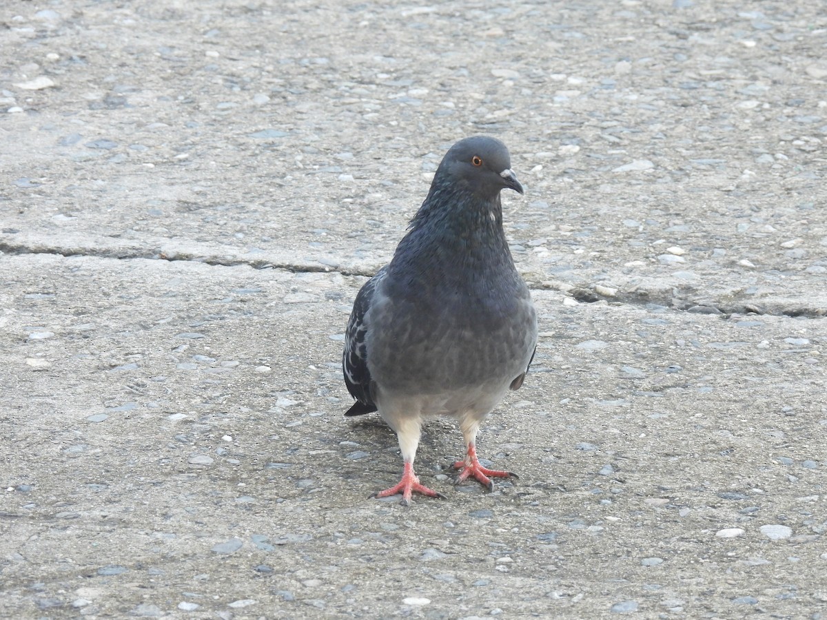 Rock Pigeon (Feral Pigeon) - ML407949751