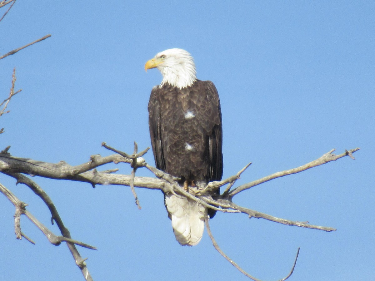Bald Eagle - ML407949861