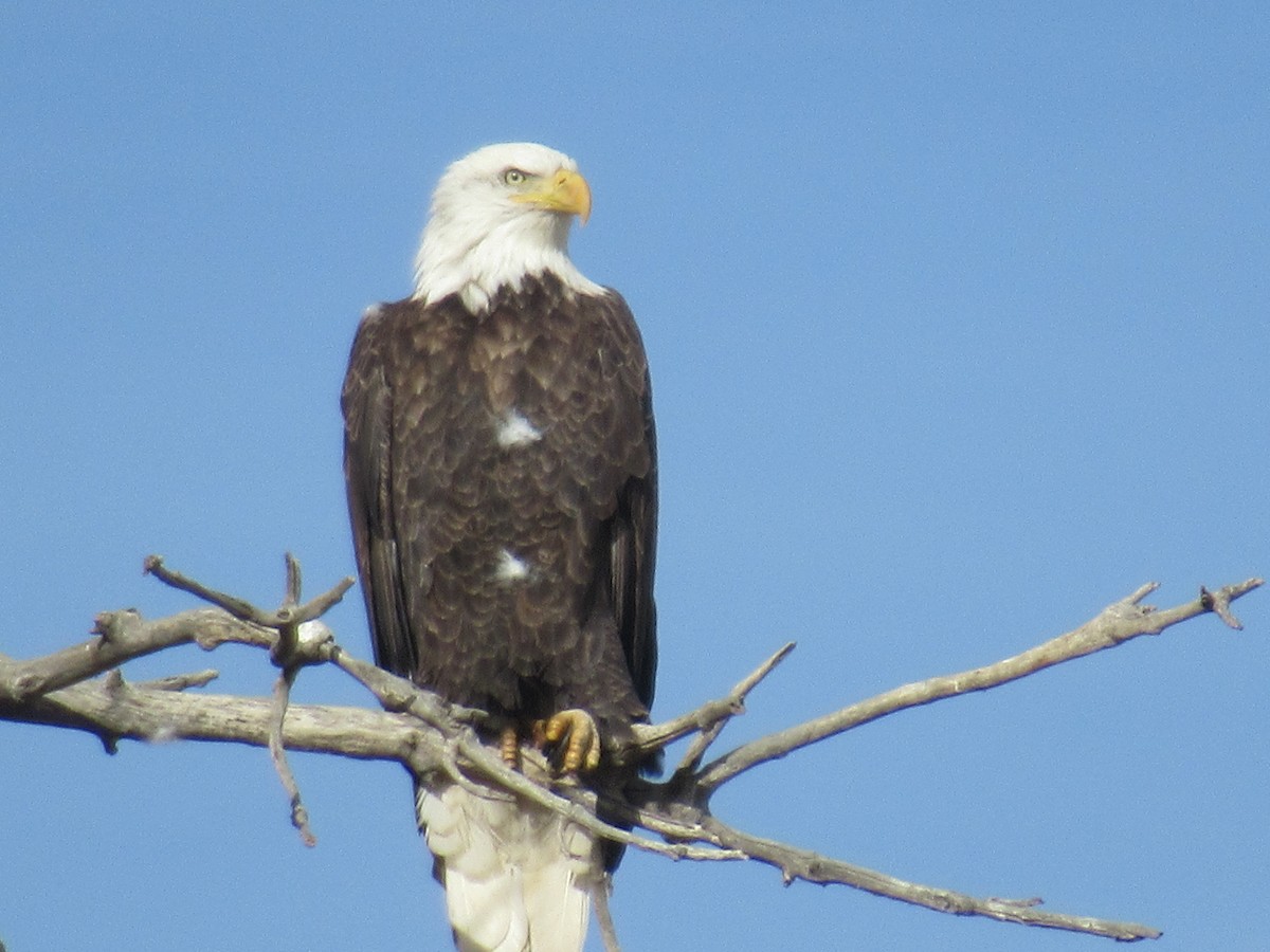 Bald Eagle - ML407950441