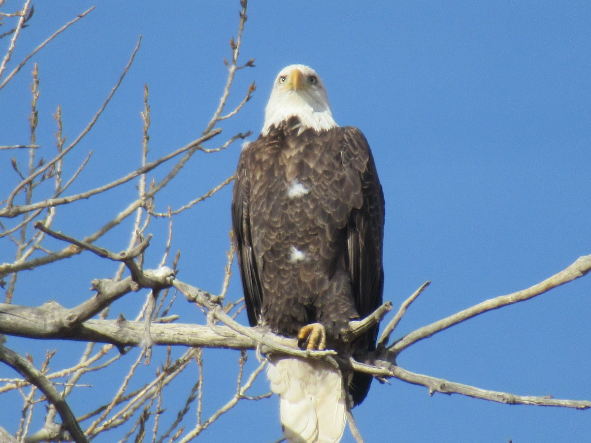 Bald Eagle - ML407951091