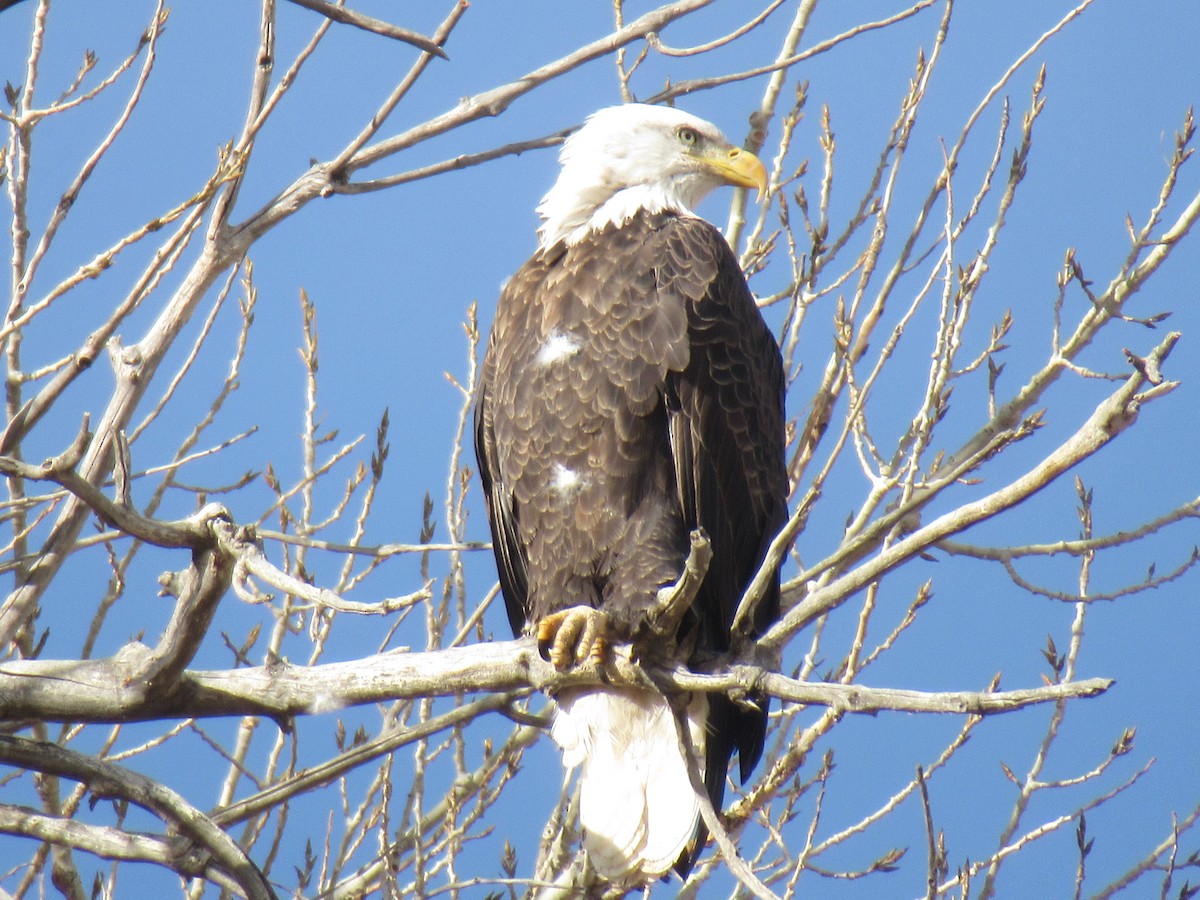 Bald Eagle - ML407951391