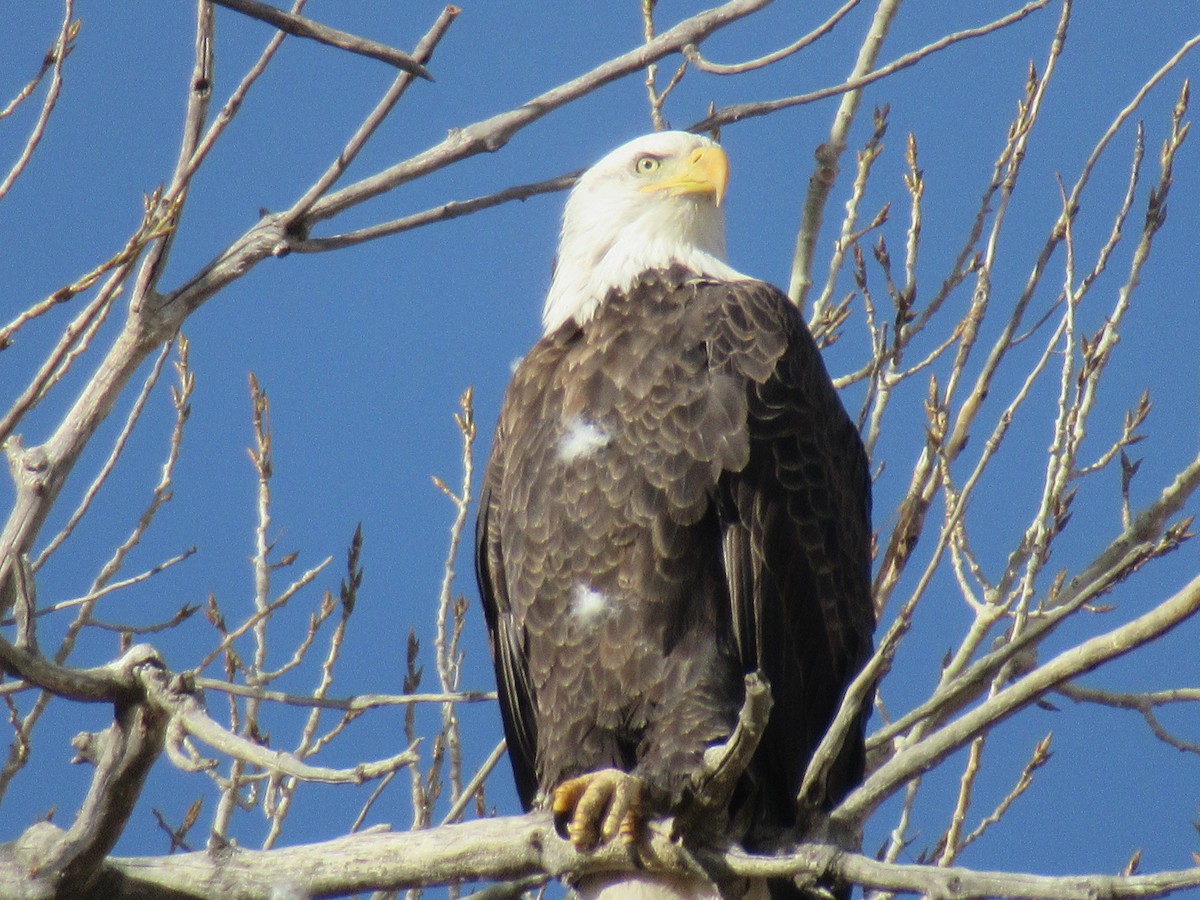 Bald Eagle - ML407951641